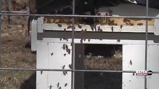 Hives for Heroes: Teaching veterans the art of beekeeping