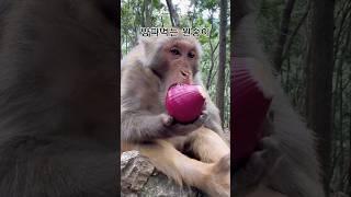 사람같은 동물 Best3 #animals