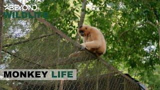 S10E16 | A Wild Gibbon Is On The Attack | Monkey Life | Beyond Wildlife