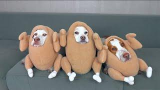 Funniest Dog Halloween Costumes Compilation: Funny Dogs Maymo, Potpie & Penny Trick-orTreat Bonanza