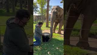 Incredible Elephant Plays the Drums!