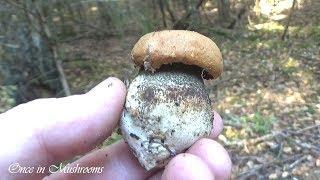 Грибы Подосиновики, Подберезовики, Опята. Октябрь 2018 Беларусь Mushrooms. Однажды в Грибах 13