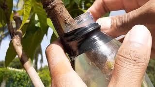 New Method Reinforcing air layer with water on mango tree