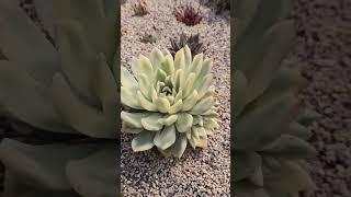 Been Succulent Store Showcase Part 5 www.xplant.co.kr/store/wowo37 #xplant #been #koreansucculent