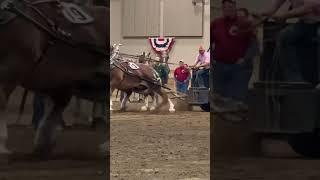 Full pull for Robert #horse #pulls #michiganstateuniversity #belgian #drafthorses