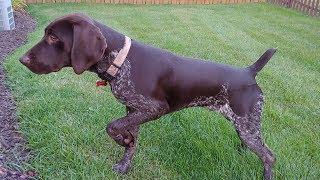 GSP Puppy Pointing Yard Doves