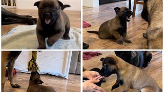 Puppy Compilation #belgianmalinois #doglife #puppy #puppyvideos