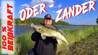 Zander - Erfolgreich Angeln am Fluss vom Boot und Land / Den Raubfischen auf der Spur