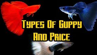 Types Of Guppy Fish And Price List in INDIA 2020