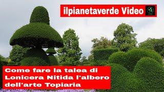 Come riprodurre con la talea l'albero dell'arte Topiaria ( Lonicera Nitida )