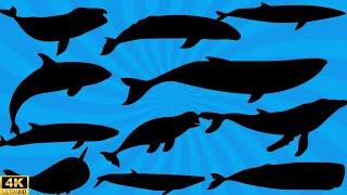 Guess the shadows of whales | sea animals quiz for kids | learning video for kids | Whales