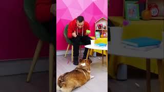 Корги Альф выполняет команды  Смешные видео про собак для детей #смешно #корги #собаки