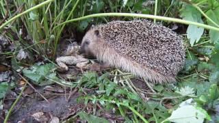 Seltene Naturbeobachtung: Raubtiere: Igel frisst Kröte