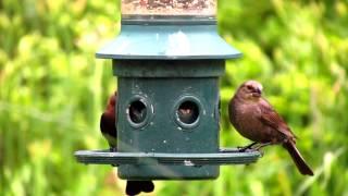 Brome Squirrel Buster Plus squirrel-proof Bird Feeder - Hyde Park Feed