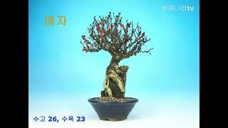 분재,분재상품 업데이트,소품분재,盆栽,bonsai