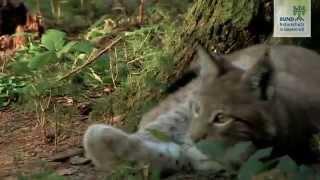 Junger Luchs spielt mit Fichtenzapfen