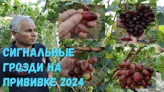 Обзор сигнальных гроздей на прививке 2024.