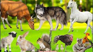 Cute & Funny Animal Sounds: Sheep, Parrot, Koala, Horse, Wolf, Turkey, Squirrel, Cow - Animal Sounds