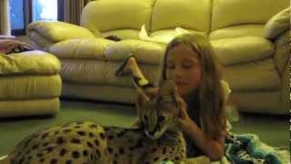 Serval Cat Playing With Kids