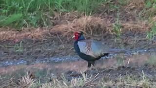 雉も鳴かずば撃たれまい