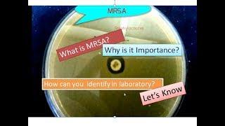 MRSA  | Methicillin Resistant Staphylococcus aureus