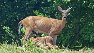 A Rare Sight: Deer Nursing Her Twin Spotted Fawns