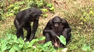 Feeding Time at Lola Ya Bonobo
