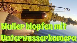 Klopfen auf Waller. Wie und warum? Unterwasserkamera im Einsatz....