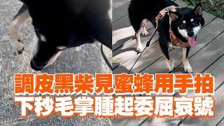 調皮黑柴犬見蜜蜂用手拍　下秒毛掌腫起委屈哀號｜寵物｜獸醫院