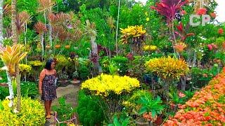 5 STUNNING GARDEN ALONG THE ROAD/PARTIDO/CAMARINES SUR 4K