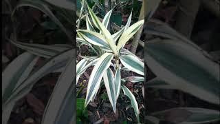 Dracaena deremensis/Lemon lime