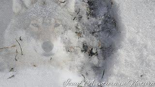 ,, Autostrada animalelor salbatice " lângă casuta din padure  - Ionut Aventura în Natura