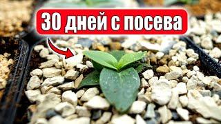 Эустома цветок для терпеливых   первый месяц самый сложный