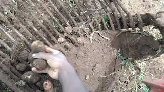 Mechanised Harvesting of  Potatoes (small scale farmers)