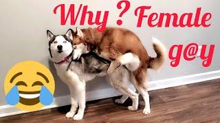 It is so sad to have GAY Red Female Siberian husky      