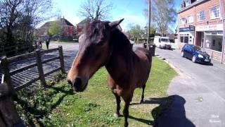 A few hours in BROCKENHURST, New Forest including TIMELAPSE of the ford!