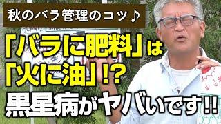 【バラの育て方】秋のバラ管理のコツ「バラに肥料」は「火に油」！？黒星病がヤバいです！！（2023年10月13日）