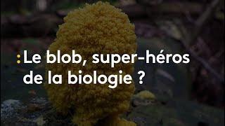 Ni animal ni végétal... Qui est le blob, super-héros de la biologie ? - franceinfo