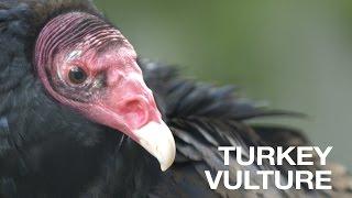 Creature Feature: Turkey Vulture