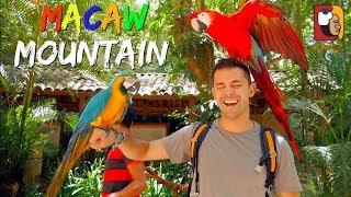 Macaw Mountain Copán Ruinas Honduras