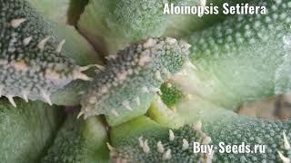 Aloinopsis Setifera