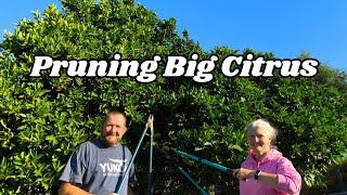 How To Prune A Huge Orange Tree, and Fox Proof Fencing. 205