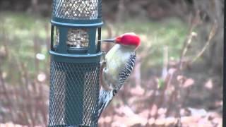 Brome Squirrel Buster Peanut+ with Red-bellied Woodpecker by Hyde Park Feed