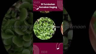 10 Tumbuhan Pemakan Daging #shorts