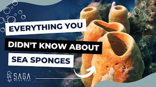 Interesting Facts About SEA SPONGES