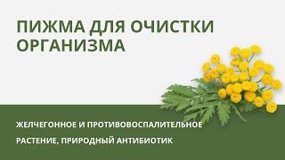Пижма для очистки организма. Желчегонное и противовоспалительное растение. Природный антибиотик.