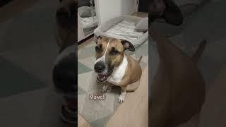 Мама) Ханна отвечает) #ханна #говорящаясобака #чудо #собаки #разговорподушам