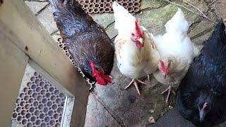 Chickens and kookaburras! - Casual Chaos and Cuteness #45