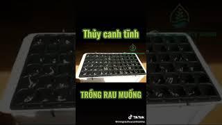 Trồng rau muống Thủy canh tĩnh cực dễ