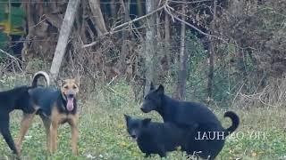 Asian stray dogs mating hard successful. Dogs mating.